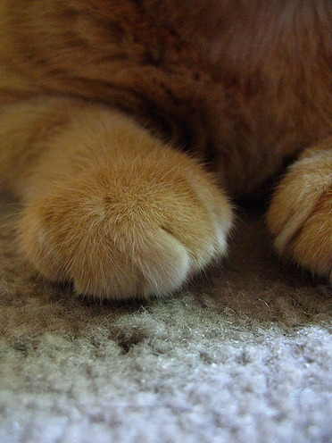 보송보송 이미지