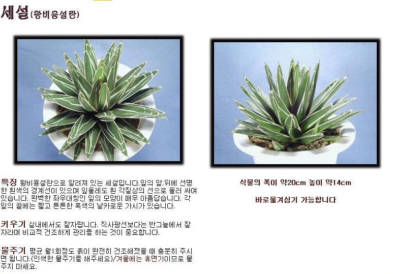 다육 이미지
