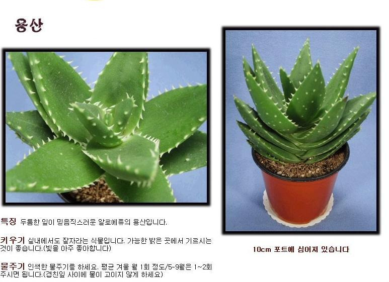 다육 이미지