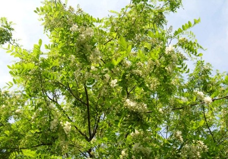 동구밖과수원 이미지